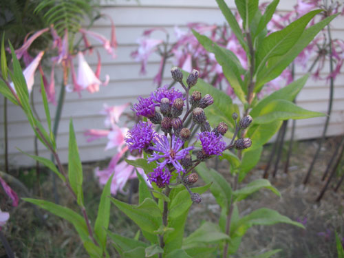 Liatris in the salvia bed