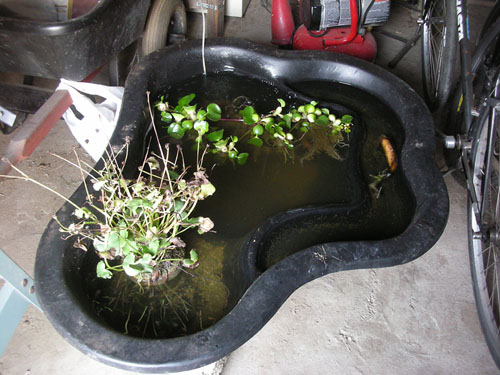 Fish temporary pond