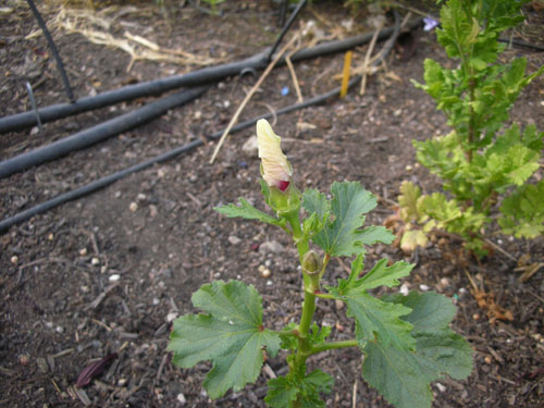 Okra plant