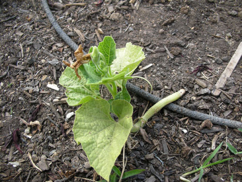 A very small, sad cucumber plant