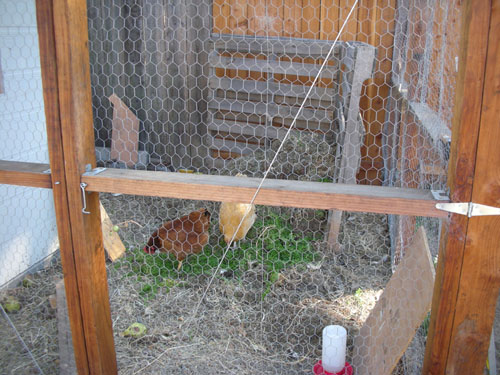 Compost bin this morning