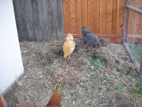 Chicken yard without massive compost bin