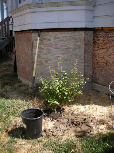 Viburnum Burkwoodi