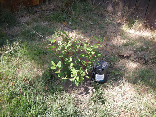 Ceanothus Marie Simon