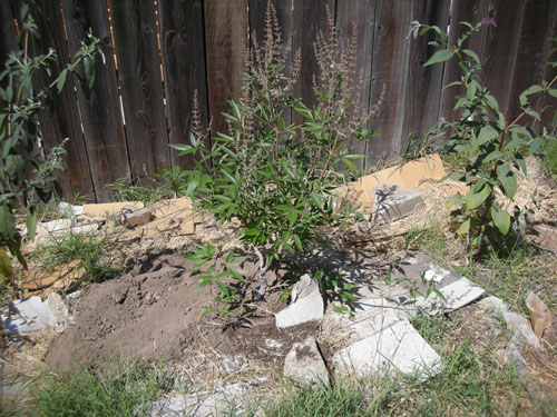 Vitex agnus-castus