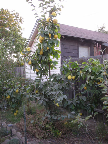 Quinces on tree