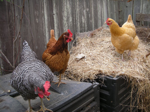 Chickens watching the compost tumbler