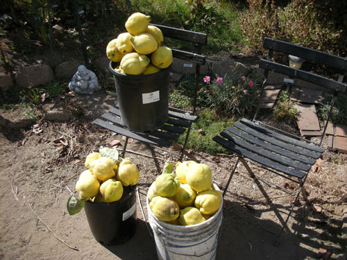 Quince harvest