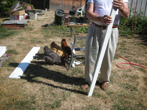 The chickens can help with carpentry