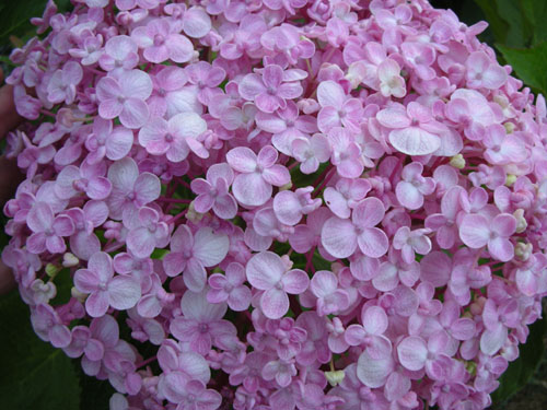 Hydrangea in bloom