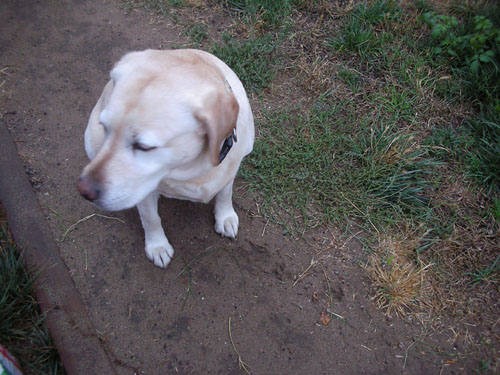 Goldie on the wet path: rain has started