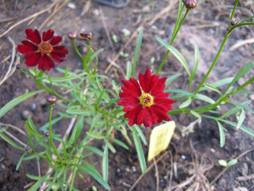 Coreopsis Mahongany