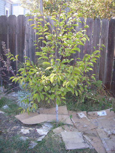 Montmorency cherry tree