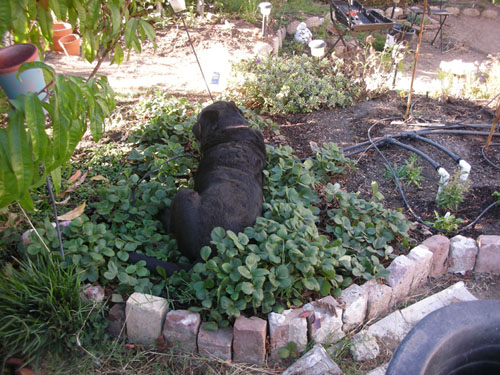 Dog in the strawberries