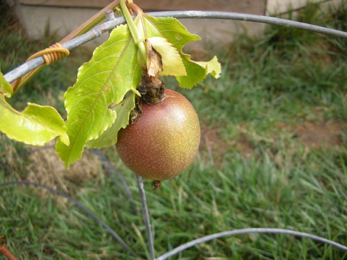 Passionfruit ripening