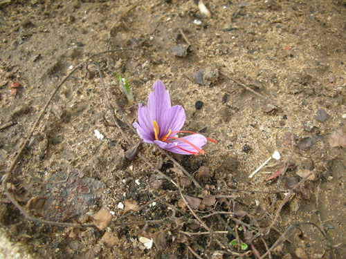 Saffron crocus