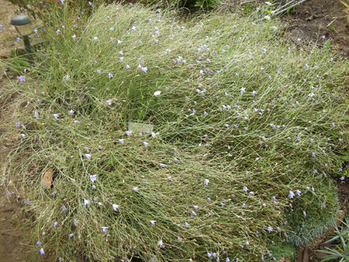 Wahlenbergia smushed over