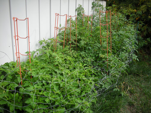 Tomatoes going mad