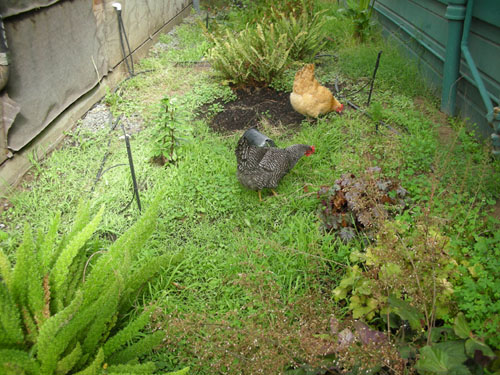 Chickens cleaning up in the Fern Walk