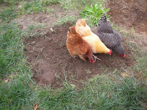 Sod removed, chickens at work