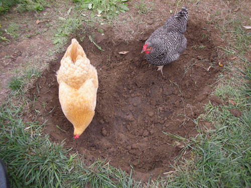 Chickens helping with the hole