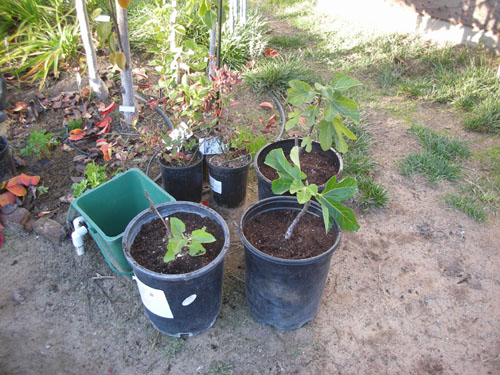 Repotted fig trees