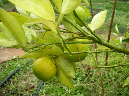 Oranges