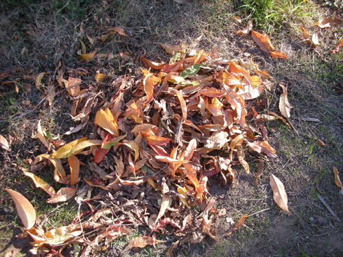 Leaf pile