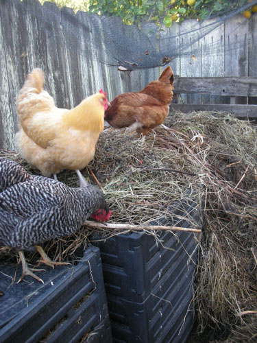 Compost processors