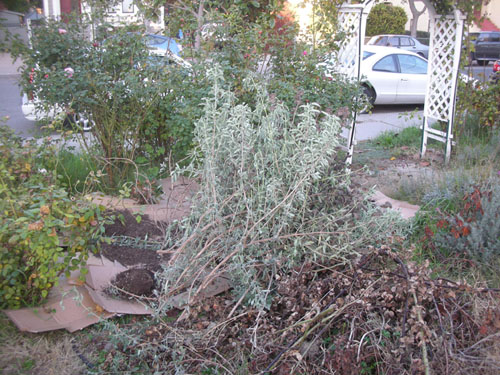 Killing weeds in the front beds