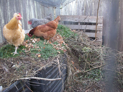 Chickens working on the compost