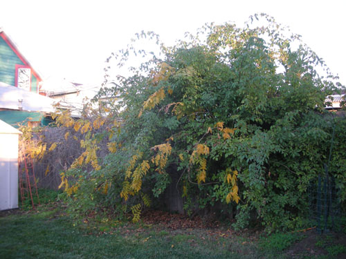 Rose and wisteria awaiting pruning