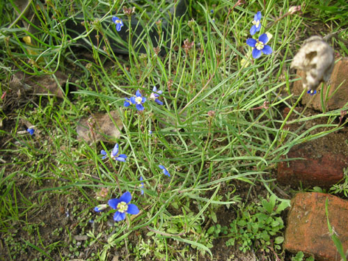 Heliophila longifolia