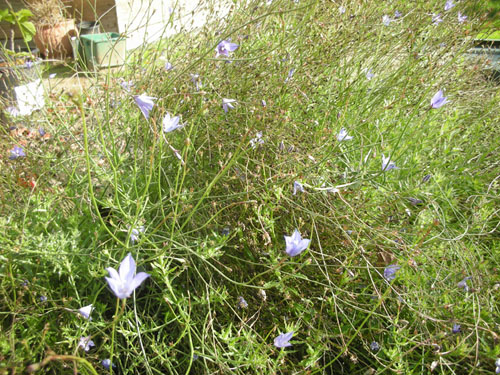 Wahlenbergia species