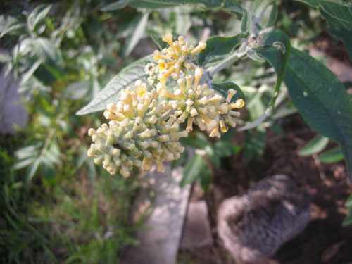 Honeycomb buddleia