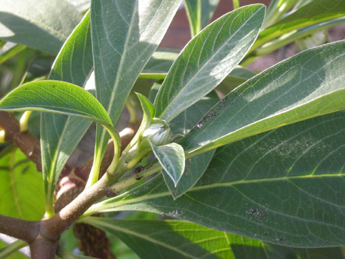 Edgeworthia chrysantha