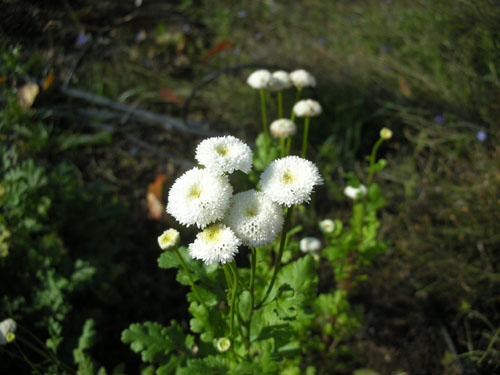 Feverfew Virgo