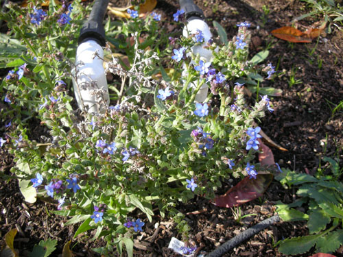 Anchusa capensis