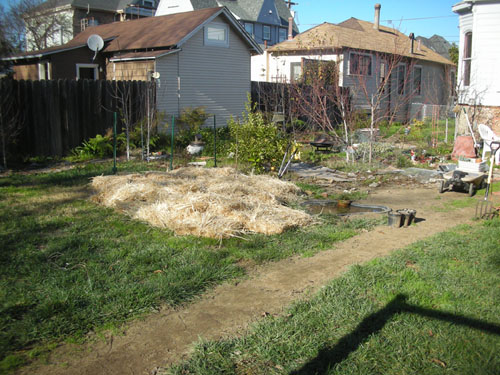 Straw spread on the lawn