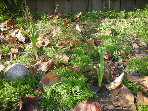 Relocated allium schubertii