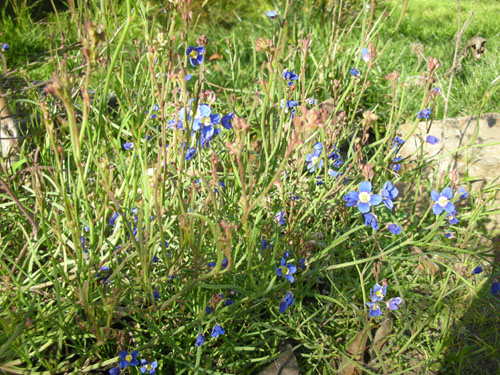 Heliophila longifolia in bloom