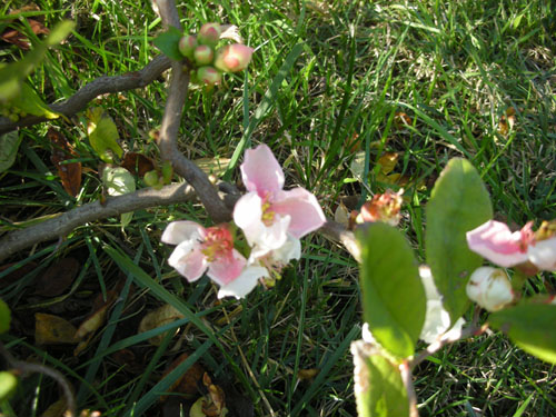 Contorted quince in bloom