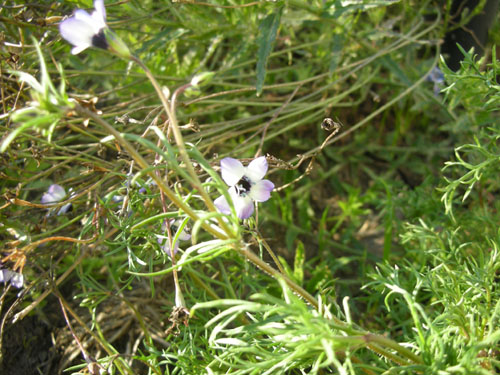 Gilia in bloom