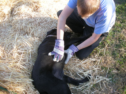 Checking the dog harvest