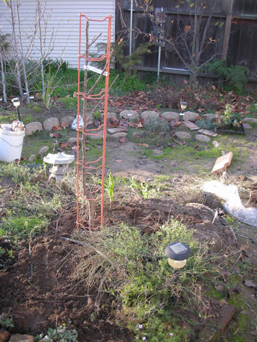 Planted apricot tree