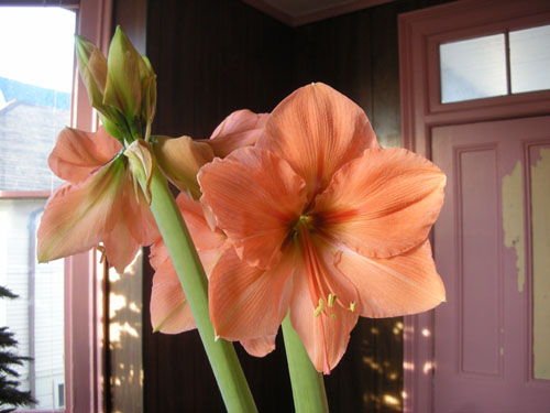 Amaryllis in bloom