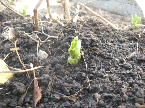 Fava bean ground cover in the tomato bed