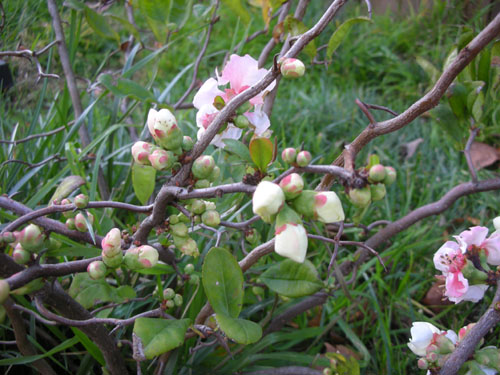 Flowering quince still confused