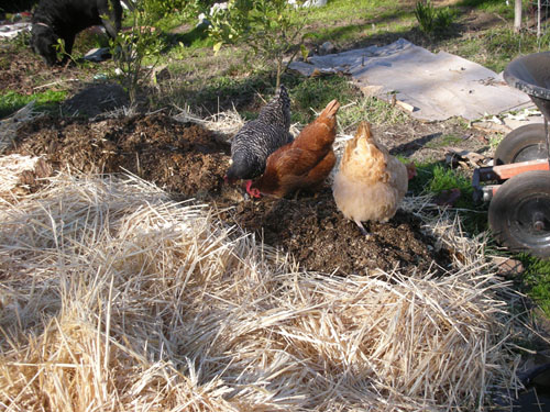 Chickens digging through the potato bed