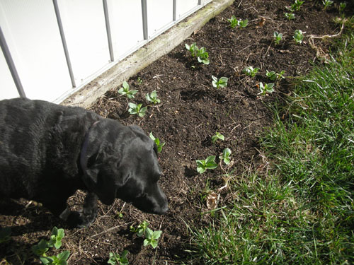 Rosie in the favas